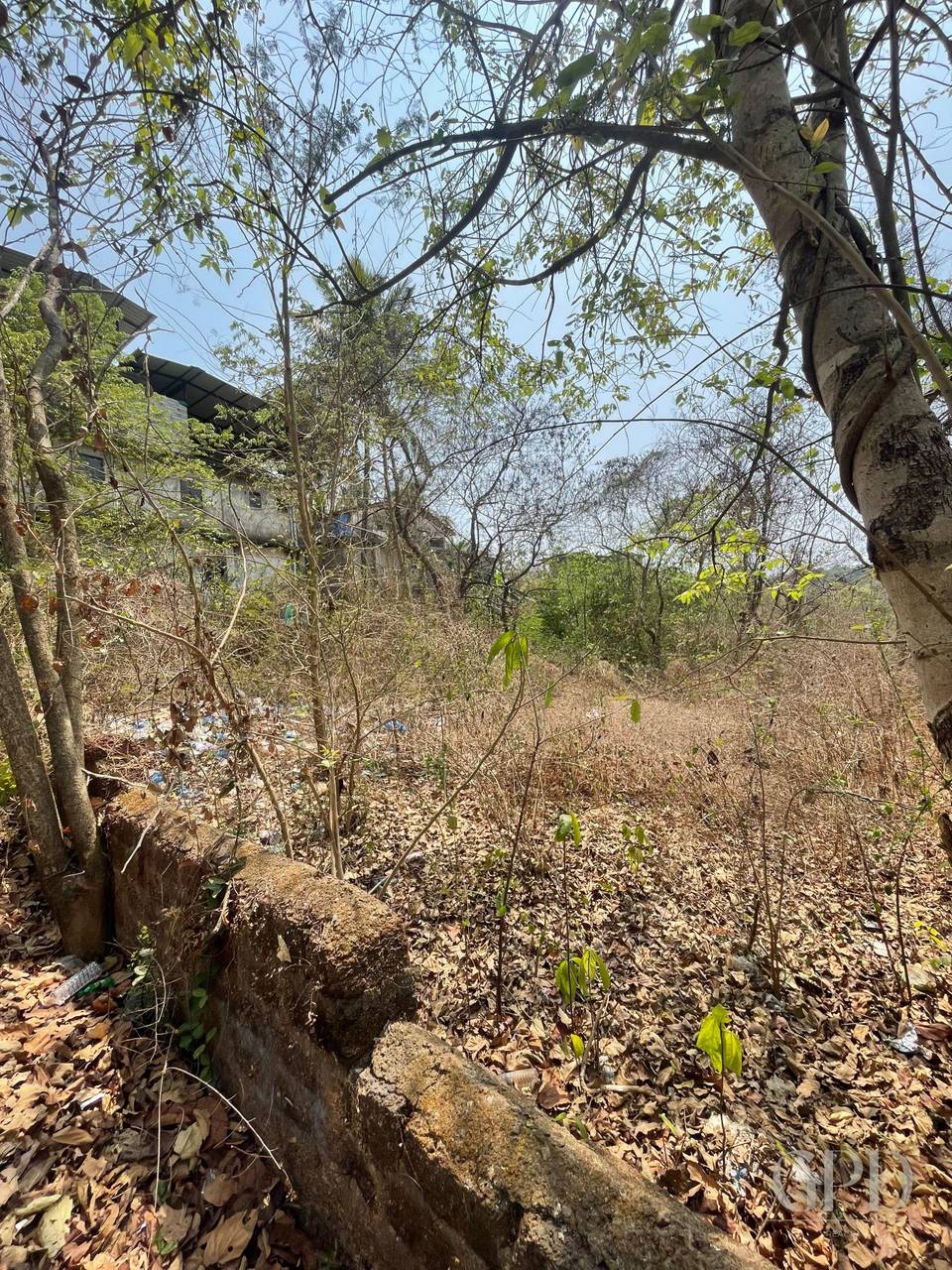Nachinola Plot 525 sqmtrs 