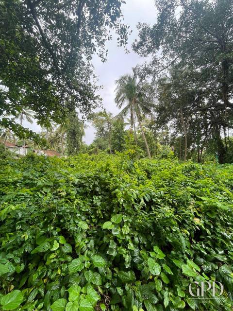 Benaulim Plot 435 Sqmtrs