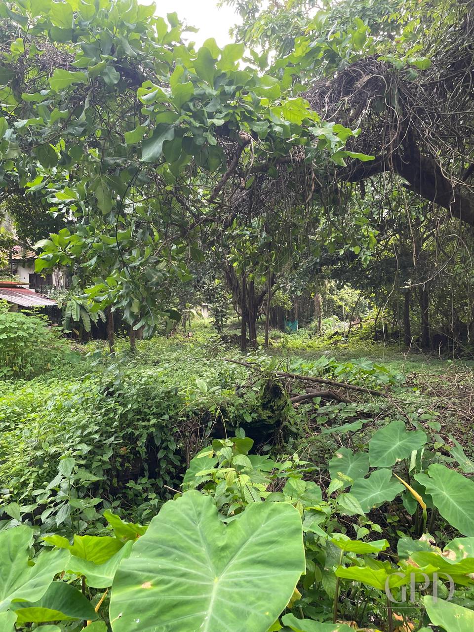 Canca Plot 1575 Sqmtrs photo 2