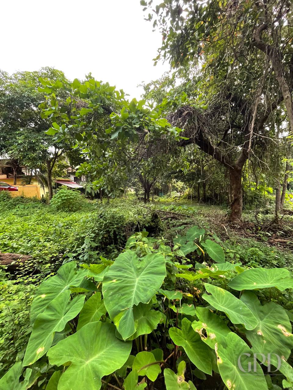 Canca Plot 1575 Sqmtrs photo 4