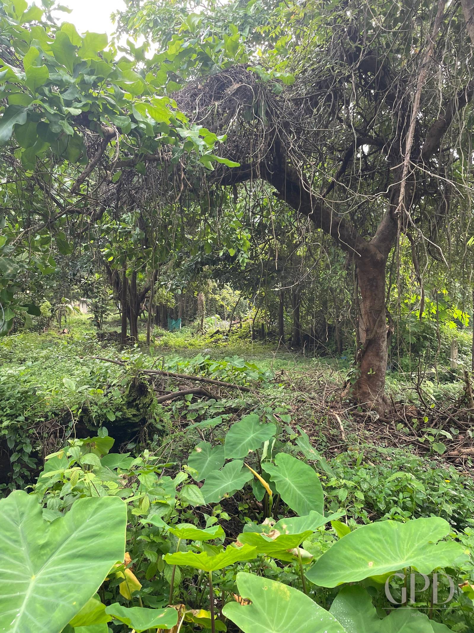Canca Plot 1575 Sqmtrs photo 5