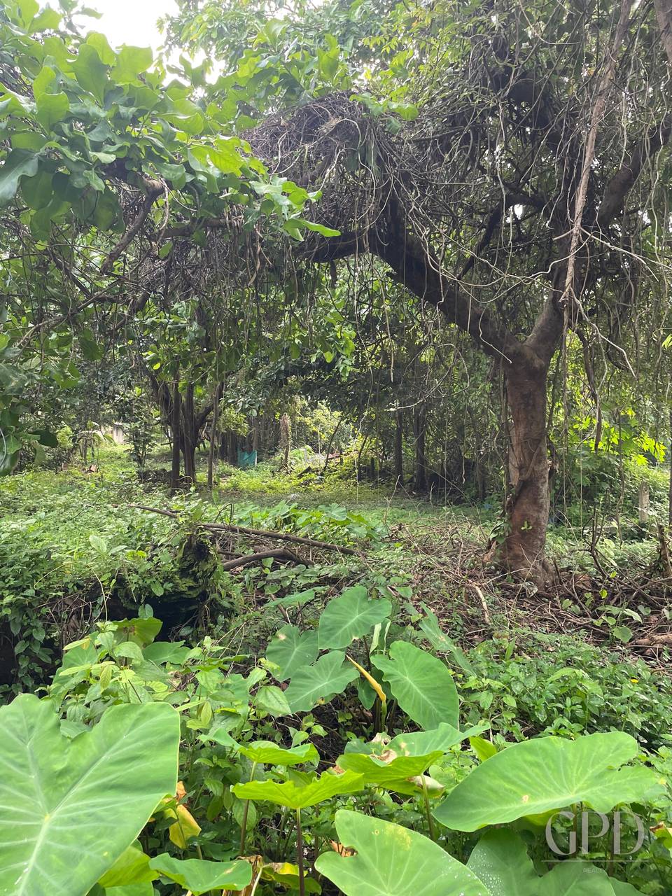 Canca Plot 1575 Sqmtrs photo 5