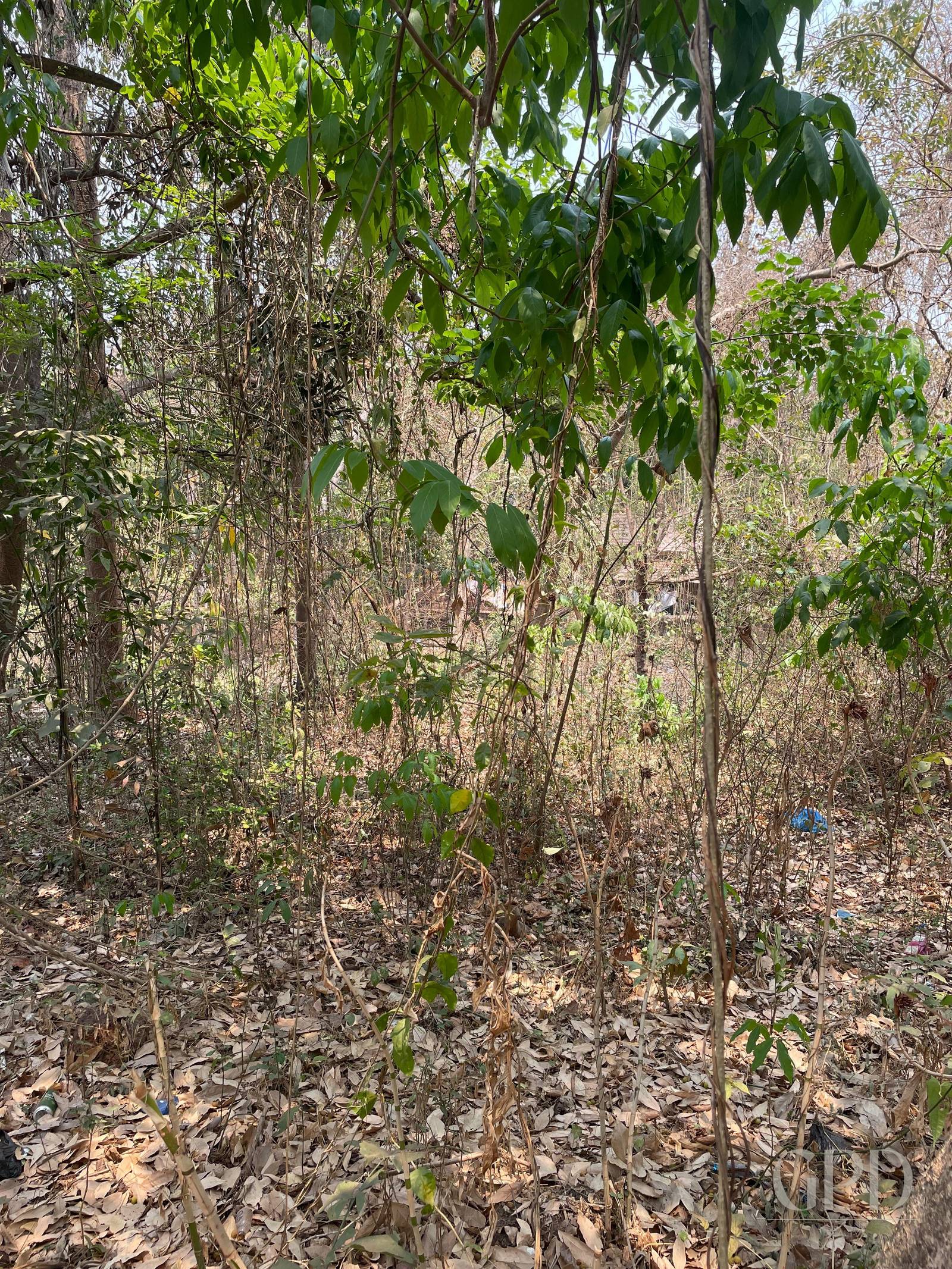 Assonora Plot 1500 Sqmtrs photo 3