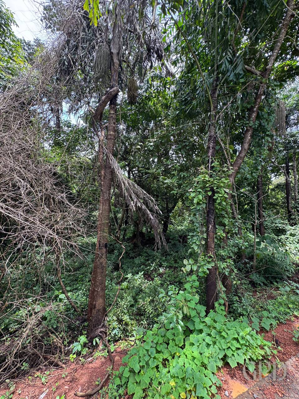 Siolim Marna 1500 SQMT photo 4
