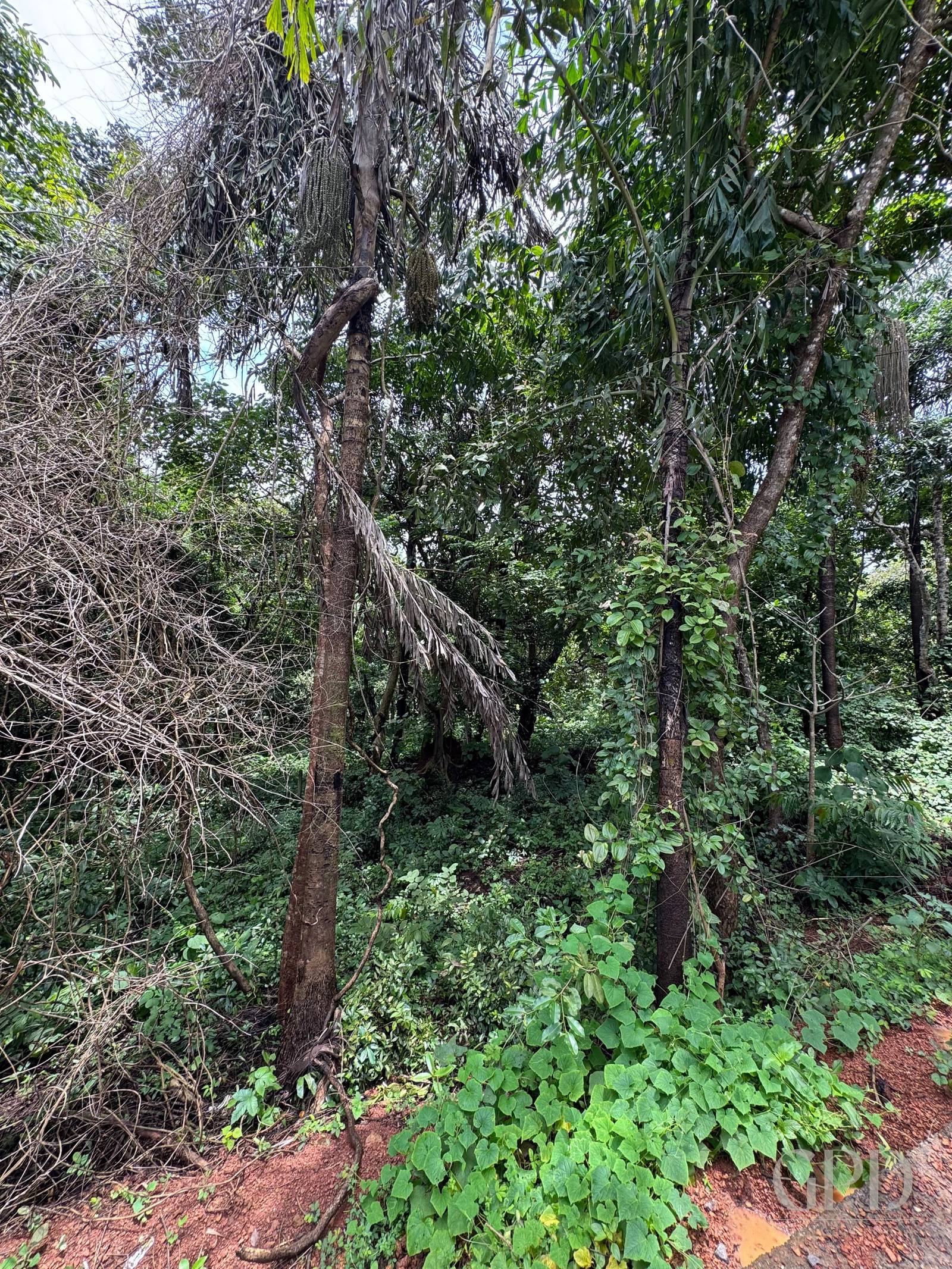 Siolim Marna 1500 SQMT photo 4