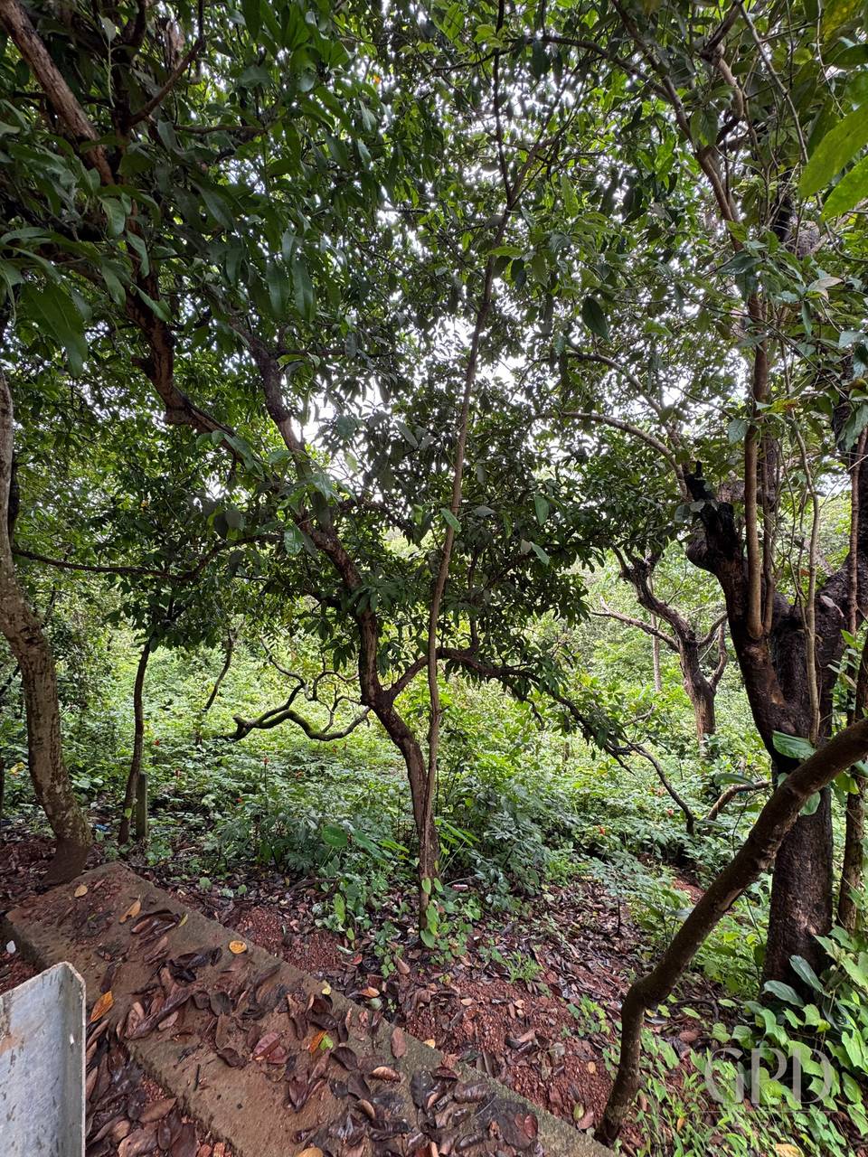 Siolim Marna 1500 SQMT photo 5